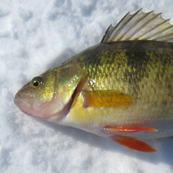 lake simcoe jumbo perch