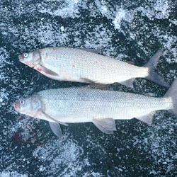 lake simcoe whitefish