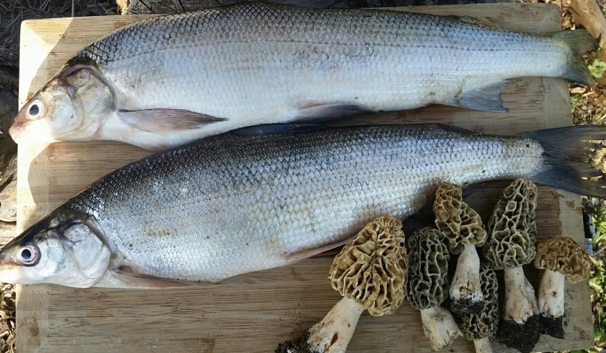 Lake Simcoe Outdoors - herring aka cisco as bait. - Fishing Forum