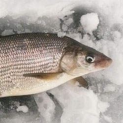 Fishing Lake Simcoe - Whitefish - Tips, Hotspots & Tactics