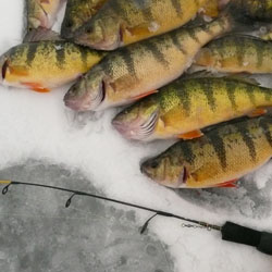 Fishing Lake Simcoe - Jumbo Perch - Lures & Baits, Simcoe Bug