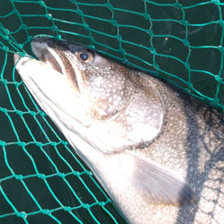 lake simcoe jumbo perch