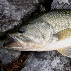 fishing lake simcoe