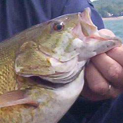 fishing lake simcoe